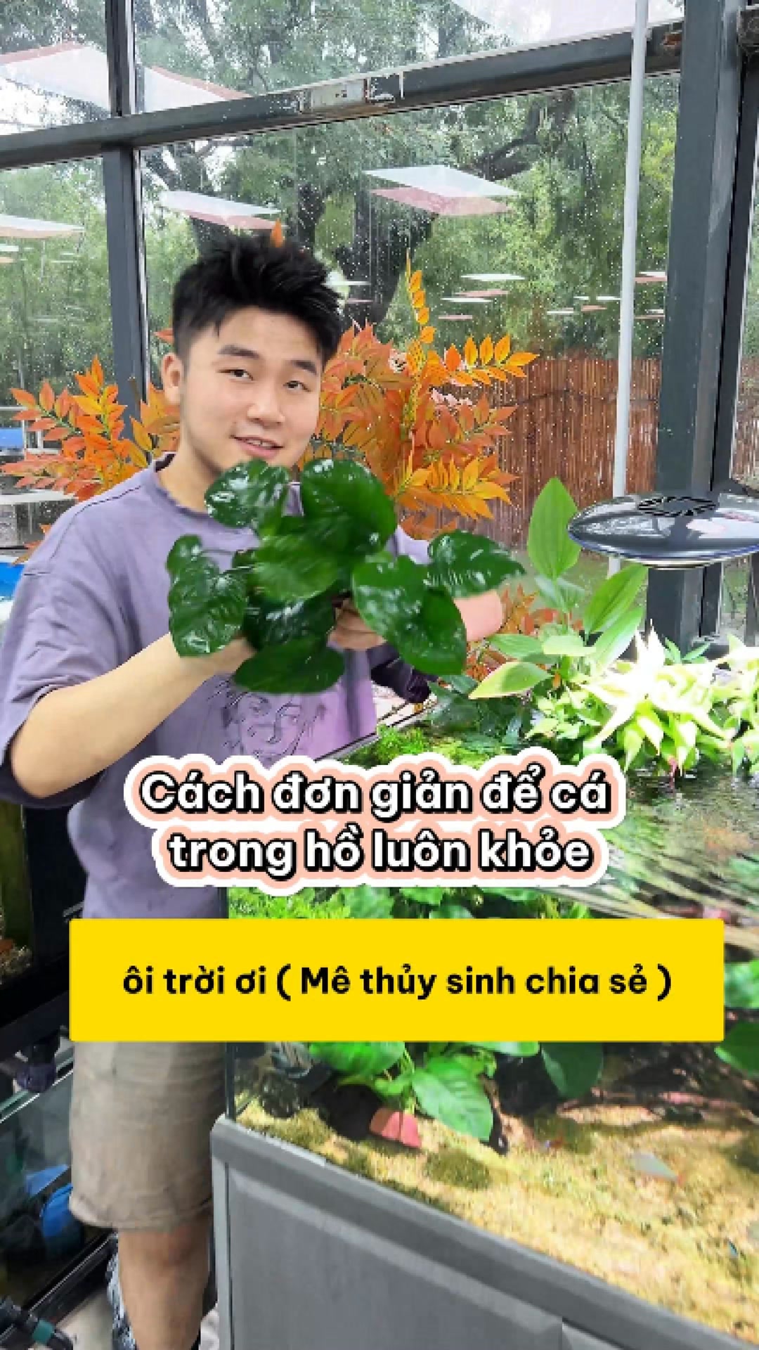 Cách đơn giản để cá trong hồ luôn khỏe mạnh chỉ với ráy lá tròn # ...