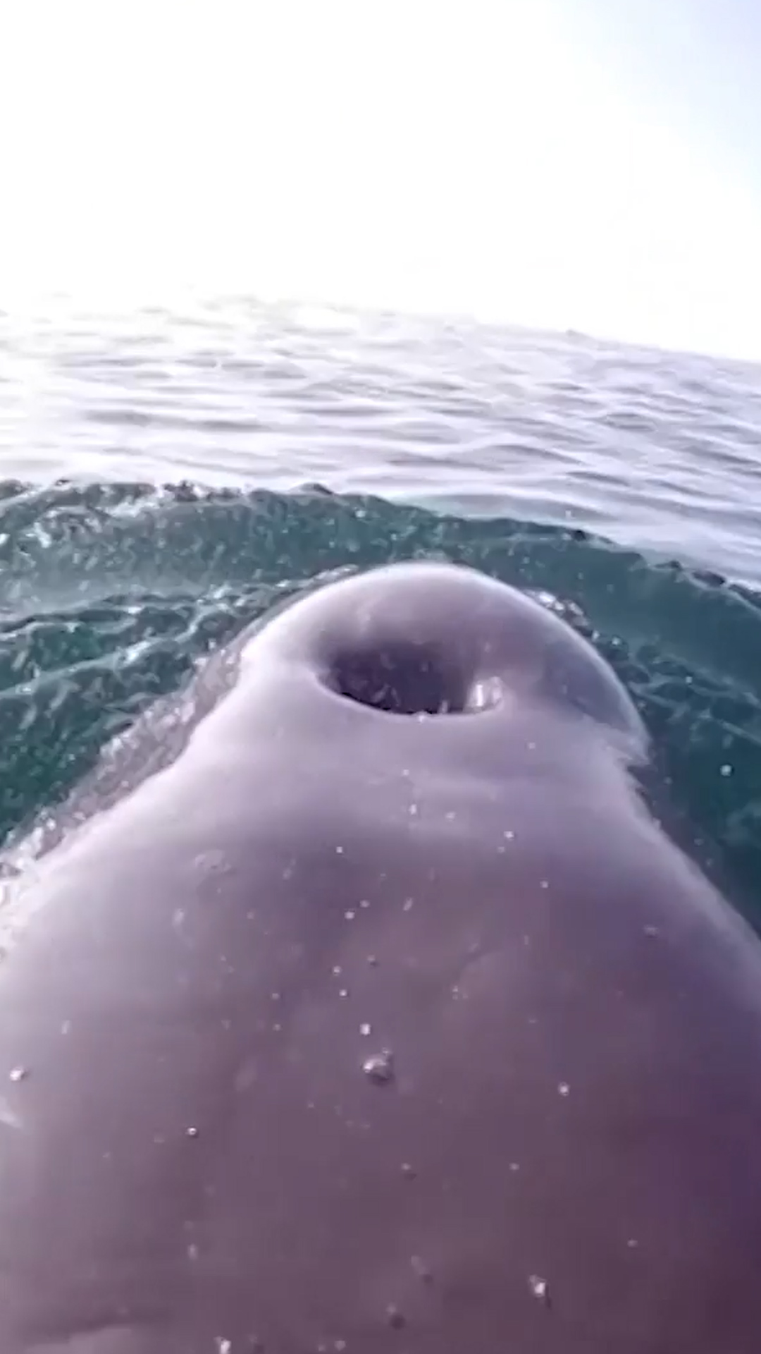 Scientists put a GoPro on a dolphin and—spoiler alert—the footage is ...