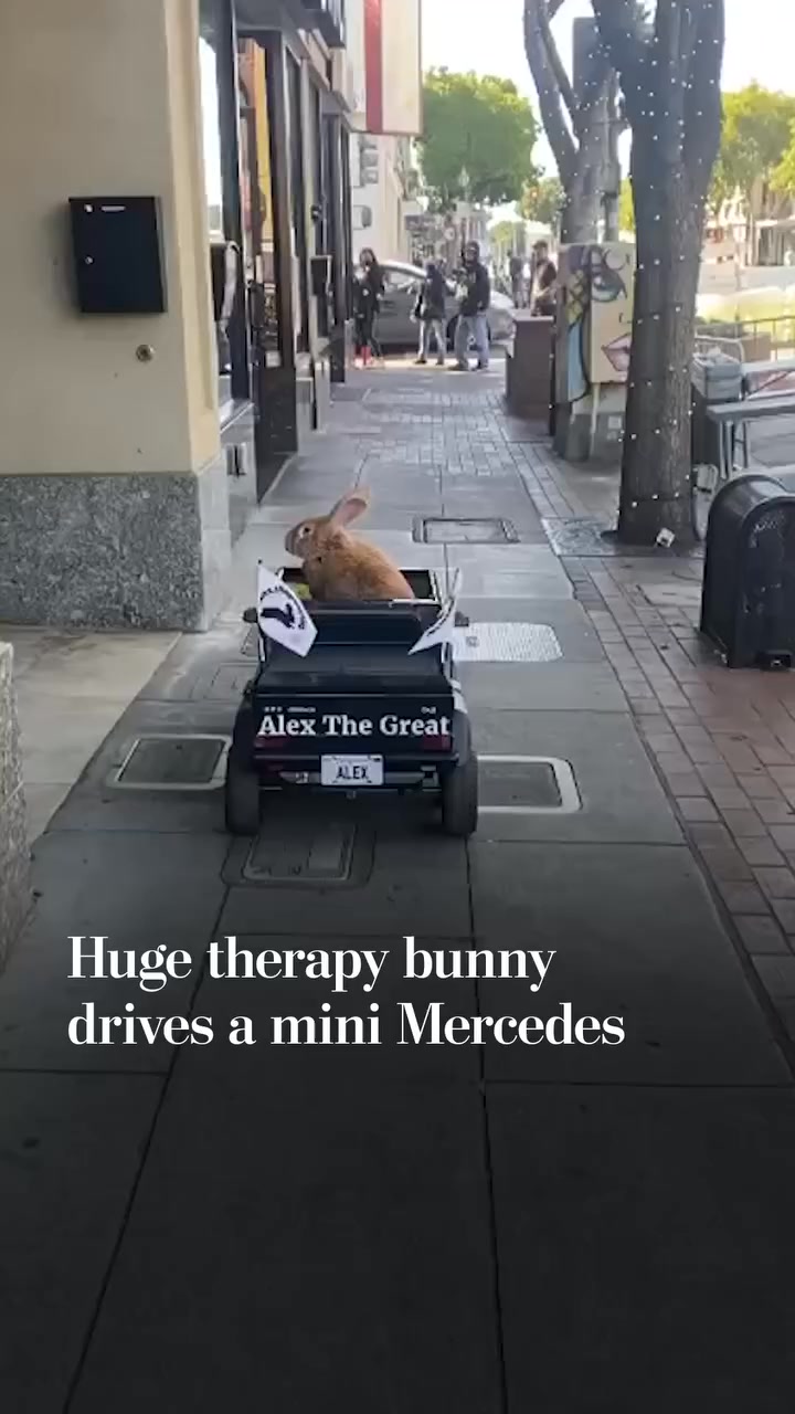 Alex The Great is a 4-year-old, 28-pound rabbit from San Francisco who ...