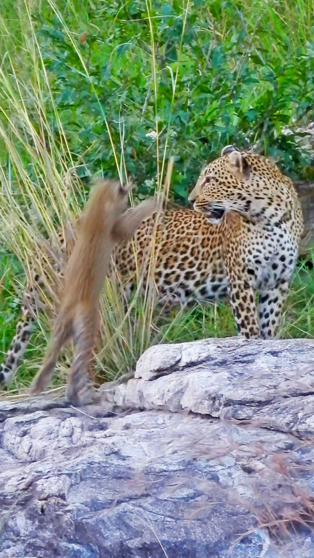 Playful Leopard Cub Annoys Mother Until She’s Had Enough All this ...