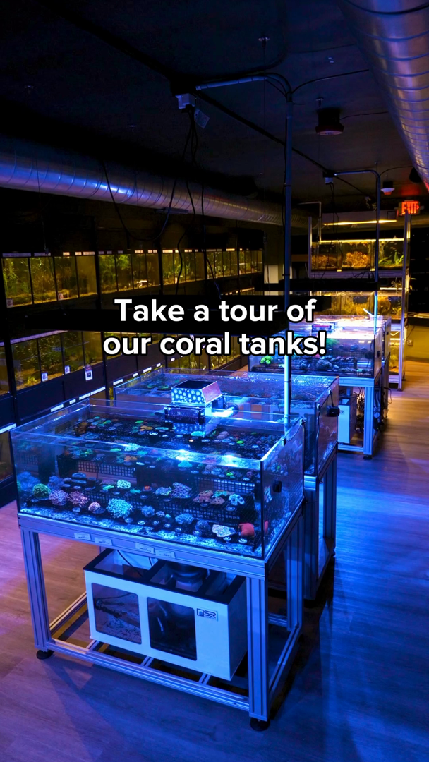 If you're a reef aquarist, our coral selection is the place for