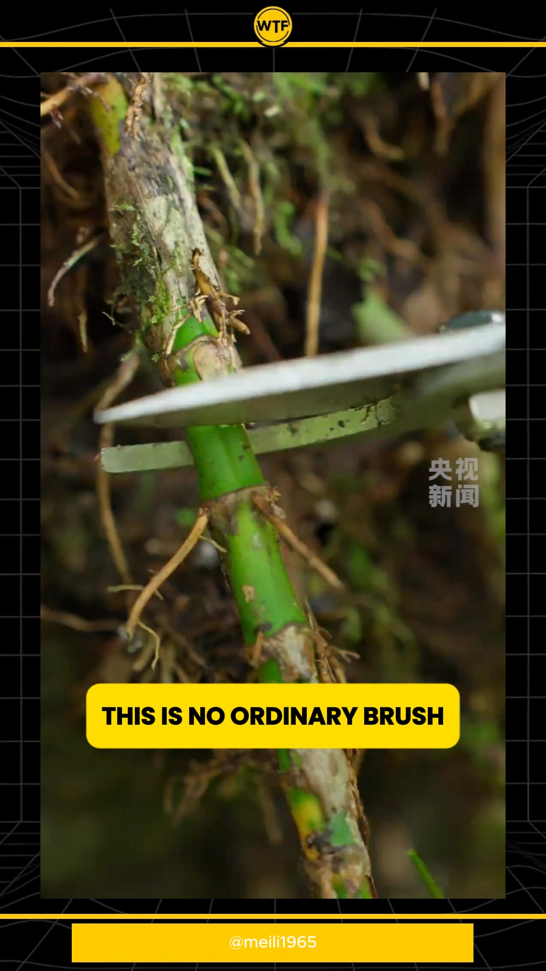How a Chinese brush is made, fully by hand, from root to tip 🖌️ A ...