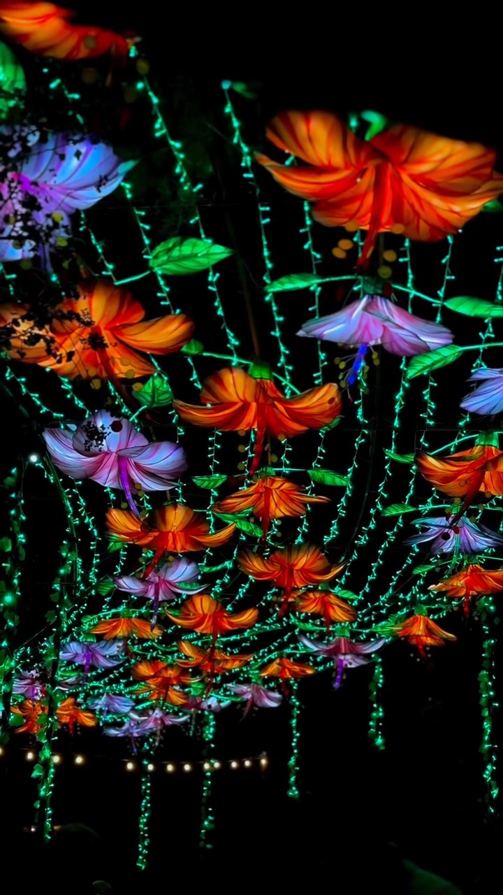 Illuminate at San Antonio Botanical Garden is a MUST this holiday ...
