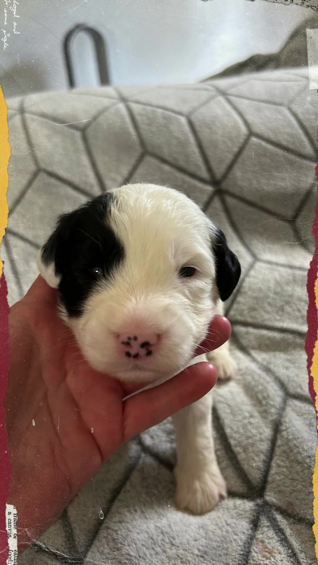 4 Paws Inn Sheepadoodles | Thurmont MD