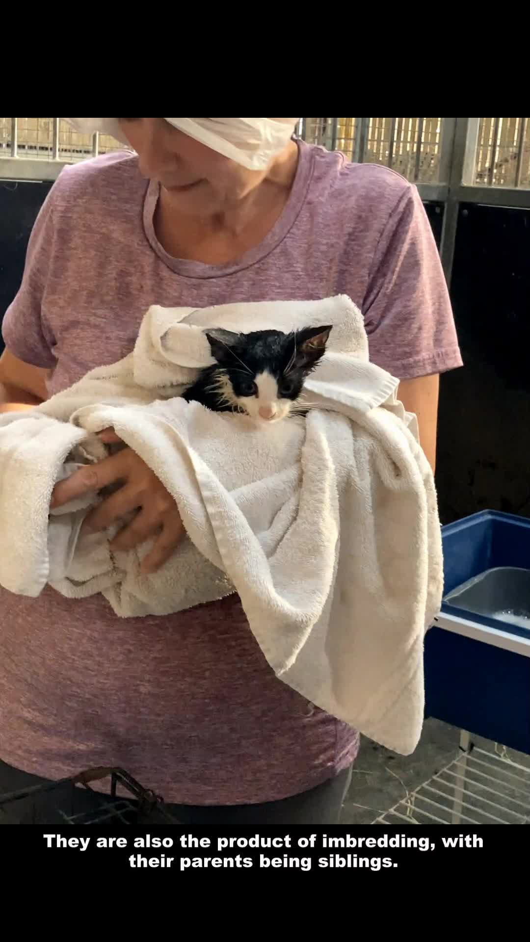 Yesterday, we had these gorgeous kitten arrive. Although it is ...