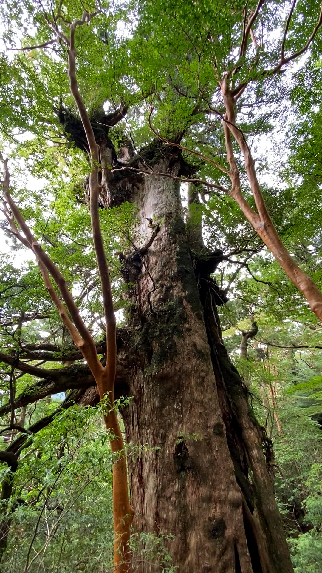 世界自然遺産・屋久島から、悠久の自然が織り成す風景をお届けします