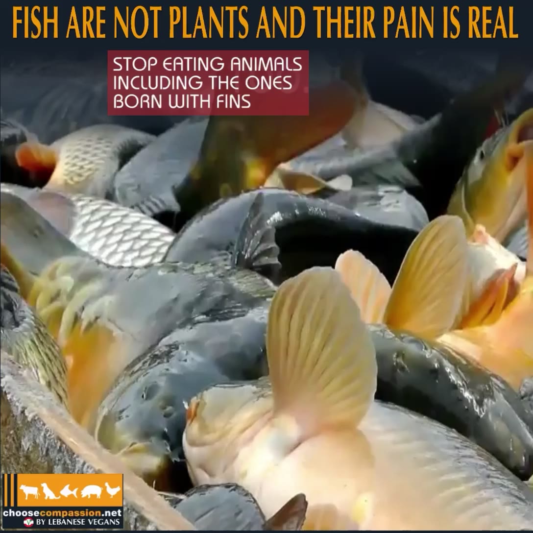 Fish fulfill several criteria proposed as indicating that fish ...