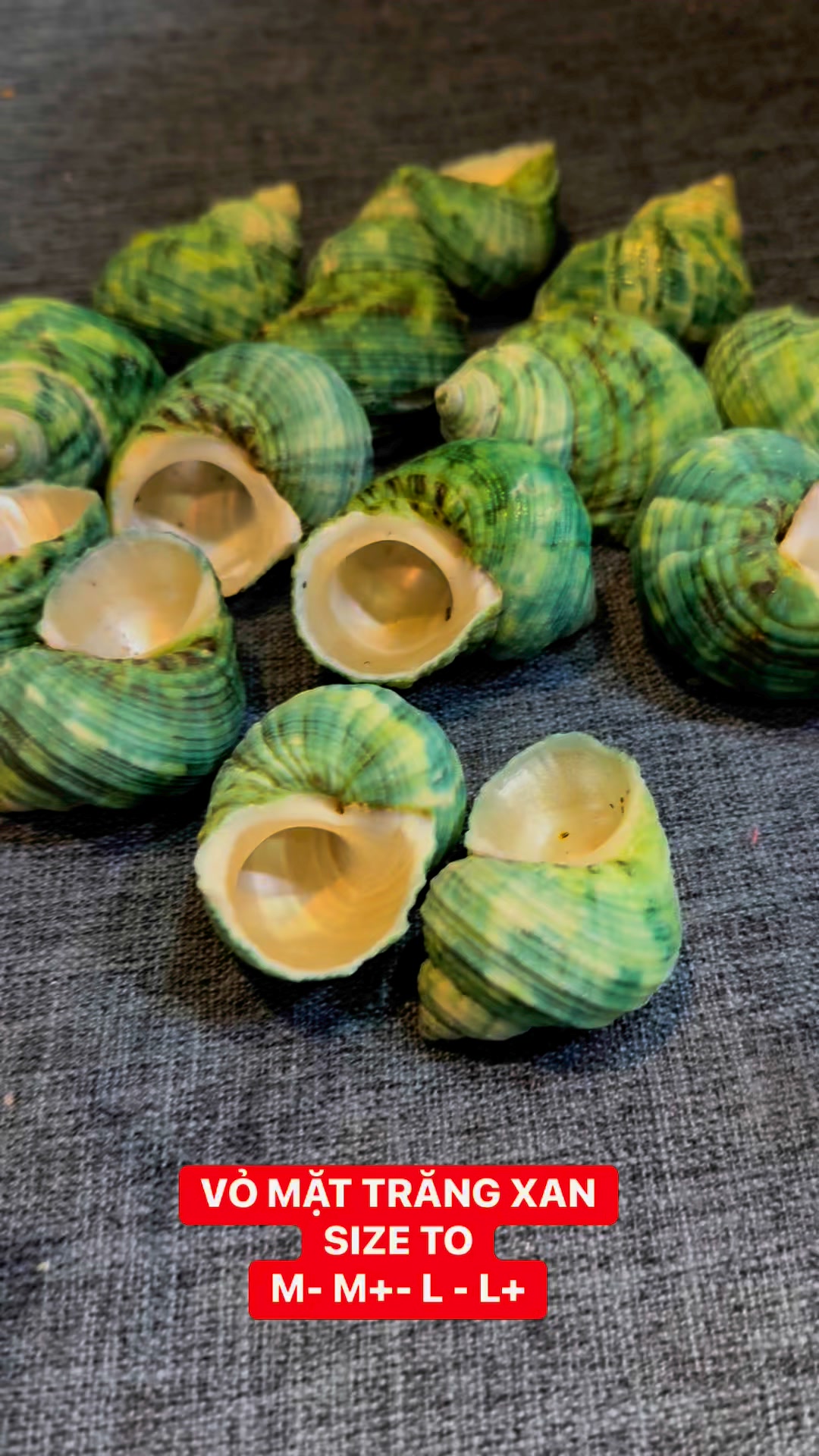 Vỏ ốc rỗng màu xanh dành cho tín đồ thich chơi mt xanh size to nè mấy ...
