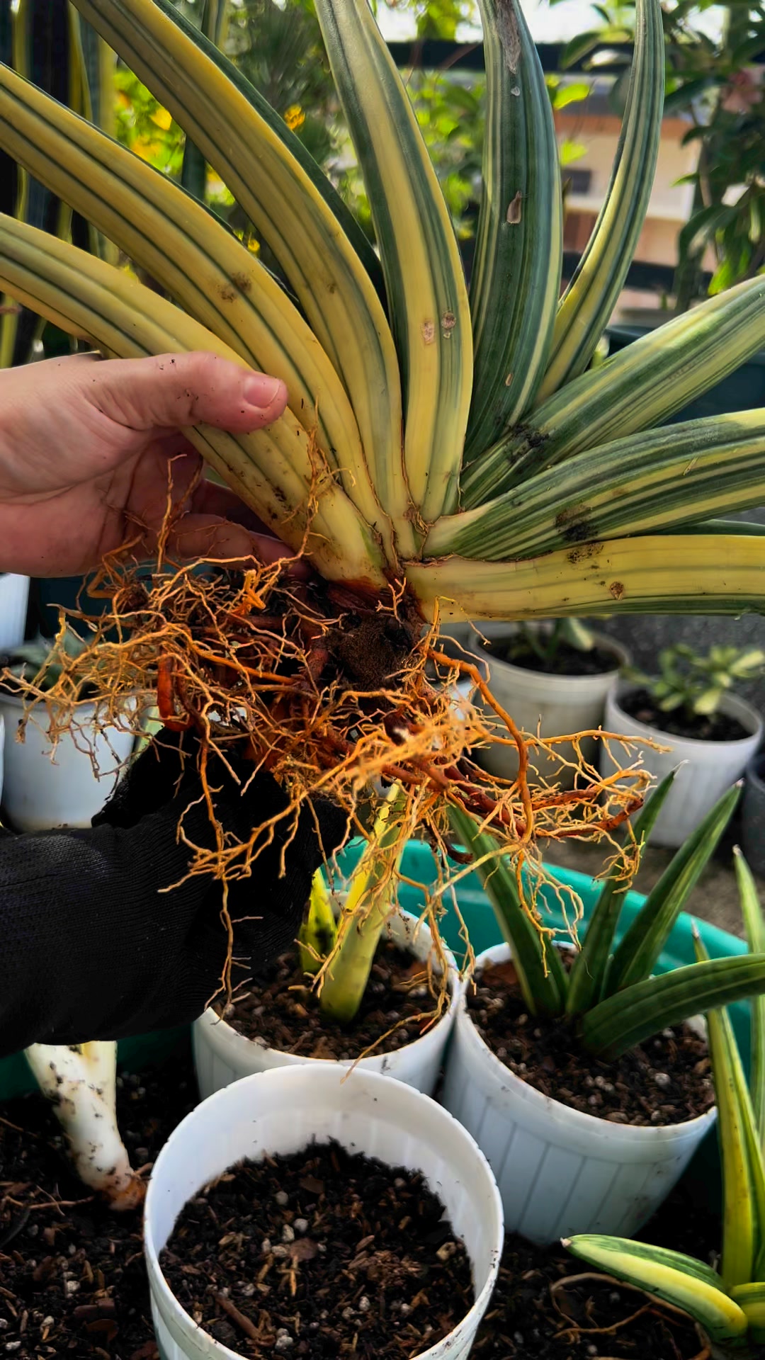 Sansevieria Patens Variegated. Patently impressive 😁