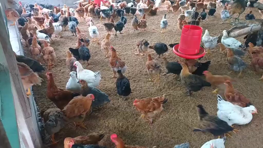 Venta de pollos criollos | Bellavista