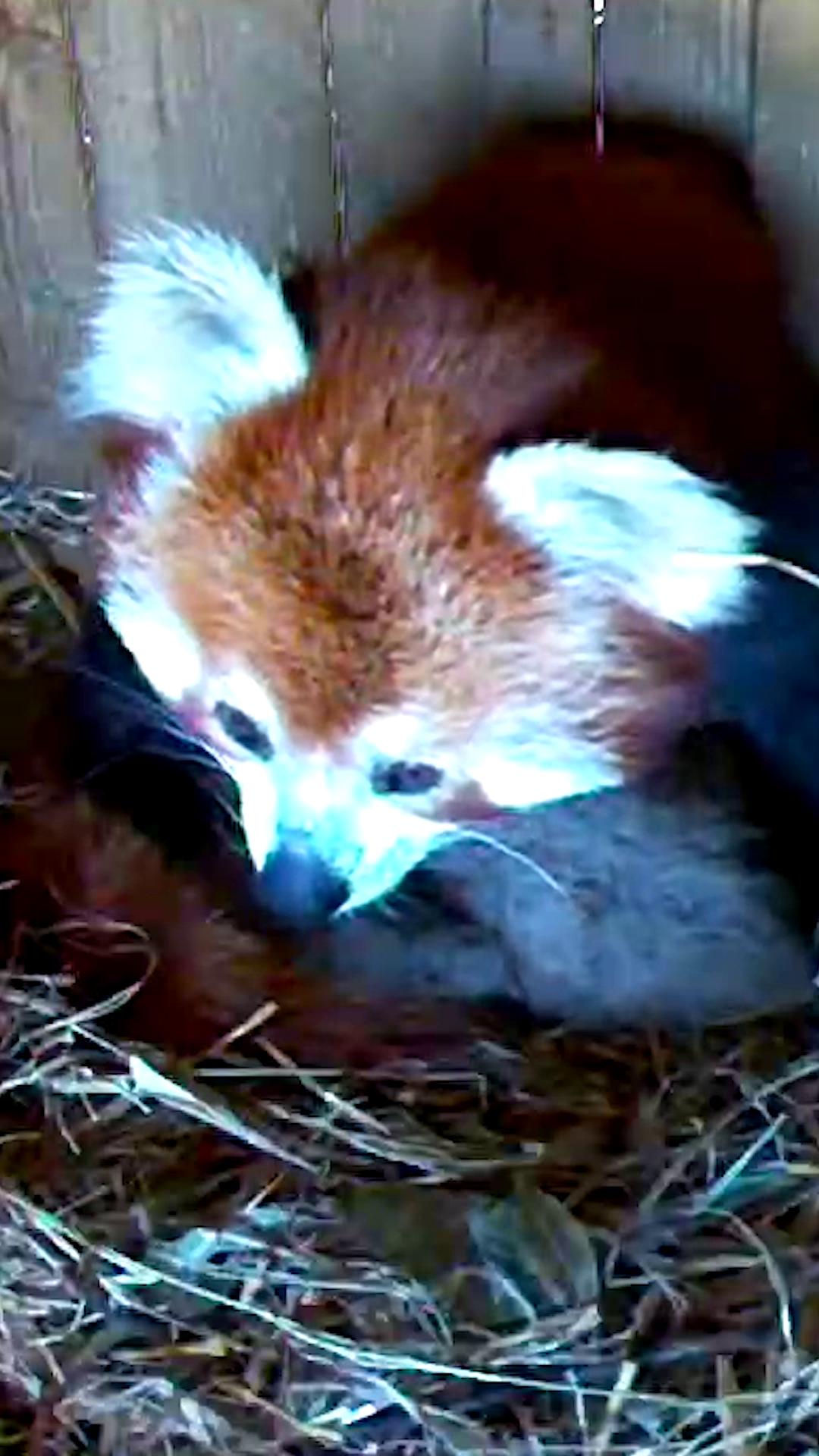 🚨 SURPRISE! We've welcomed twin red panda kits to our growing Zoo