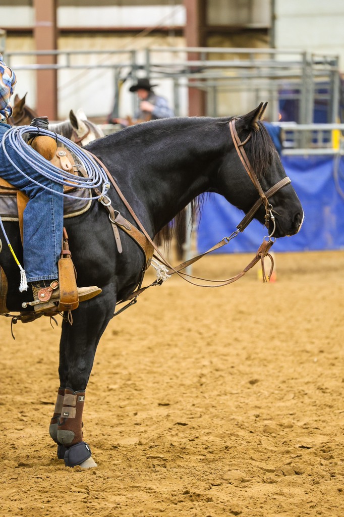 We entered our first ever Royal Crown Roping Futurity this weekend at ...