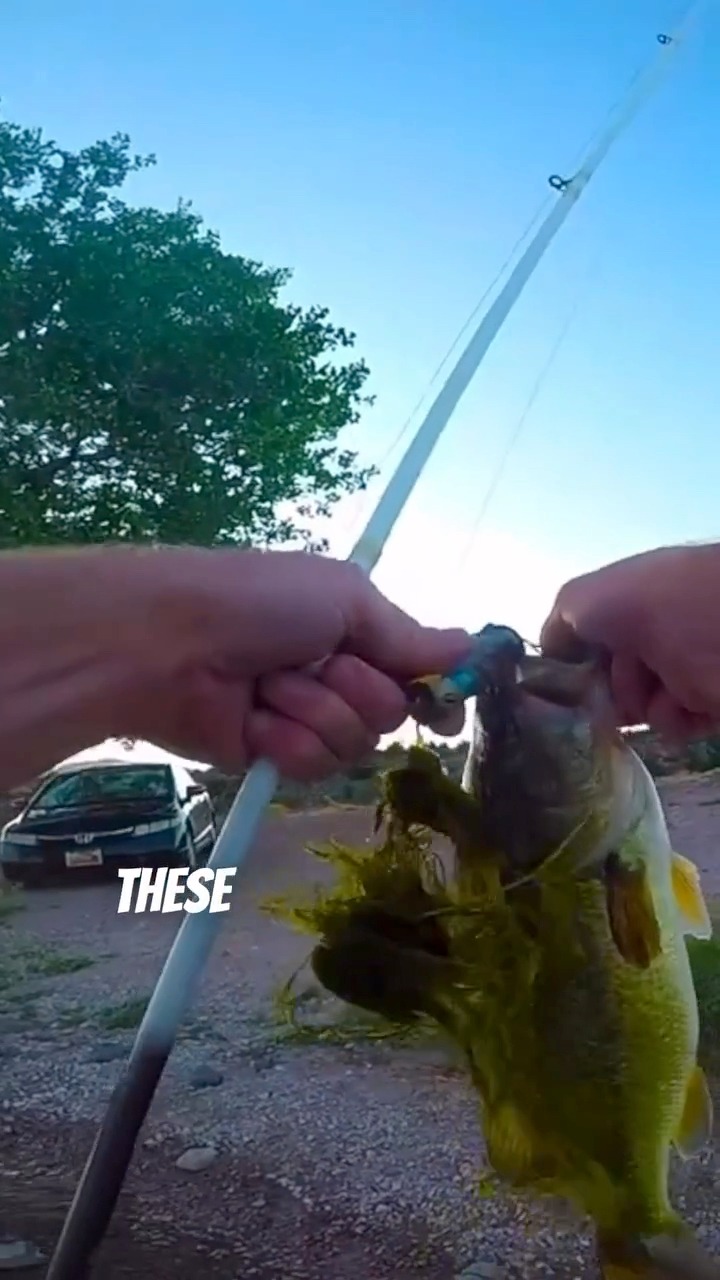 catching frogs on a fishing pole Frebuta Frog Gigging Pole,2 to 6Ft Gig Gaff with Barbed 5-Prong Harpoon Stainless Steels Flounder Gig Extension Long Handle with Spong Handle Hunting Bullfrog Spears Fish Hook Sturdy Perfect conditions for frog fishing!