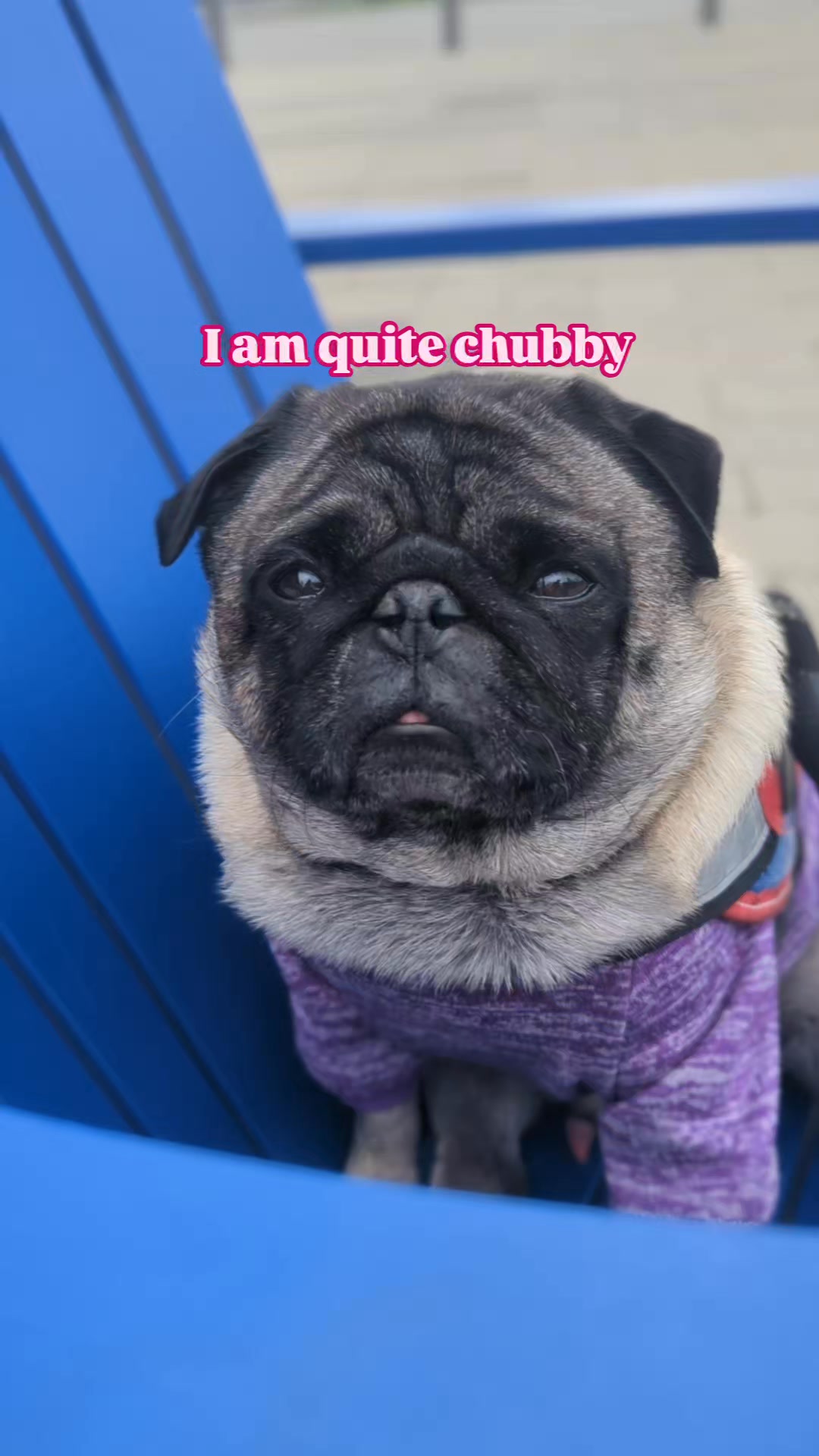 I'm Papa's baby and forever will be #pug #puglife #cute #fbreels