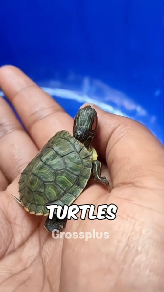 #reels #art #fishing #unique #viral Why turtle hates Black colour ...