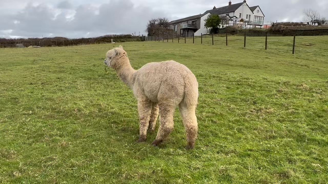 Caring for alpacas - when to call the vet Check behaviour, if it’s not ...