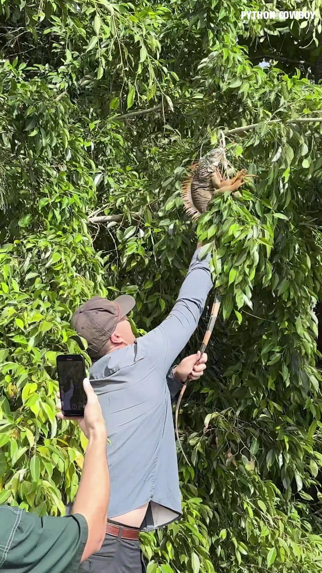 Just a bunch of guys out here sniping iguanas, but at the end of the ...
