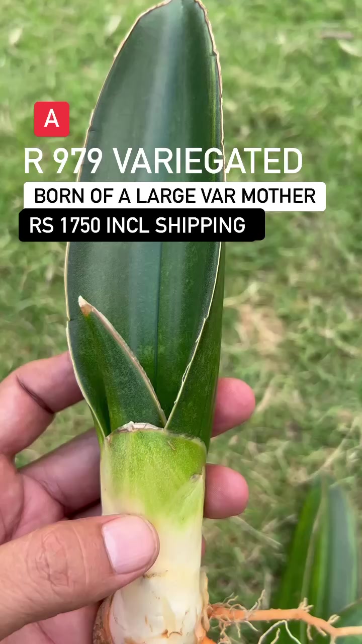 Sansevieria Patens variegated P600 only. 3rd pic is the mother