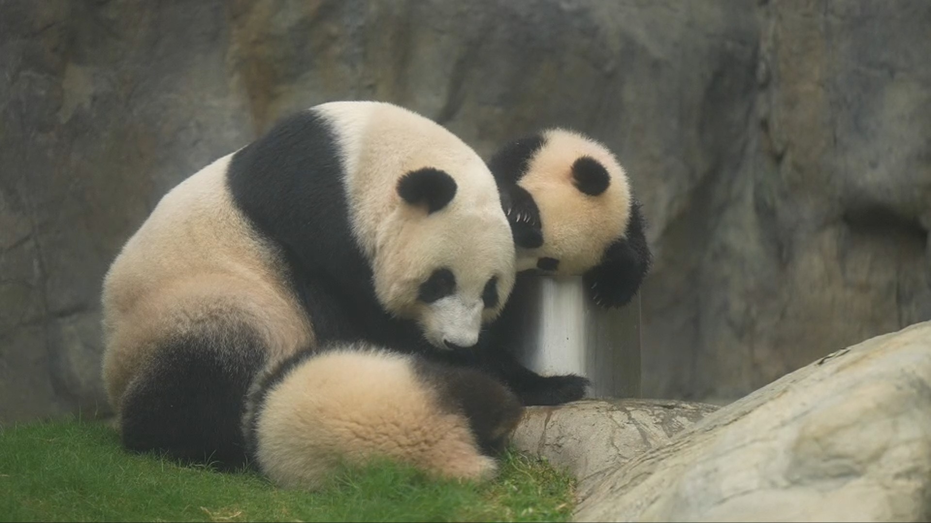 Panda babies find an effective way to decide mom's favorite kid while ...