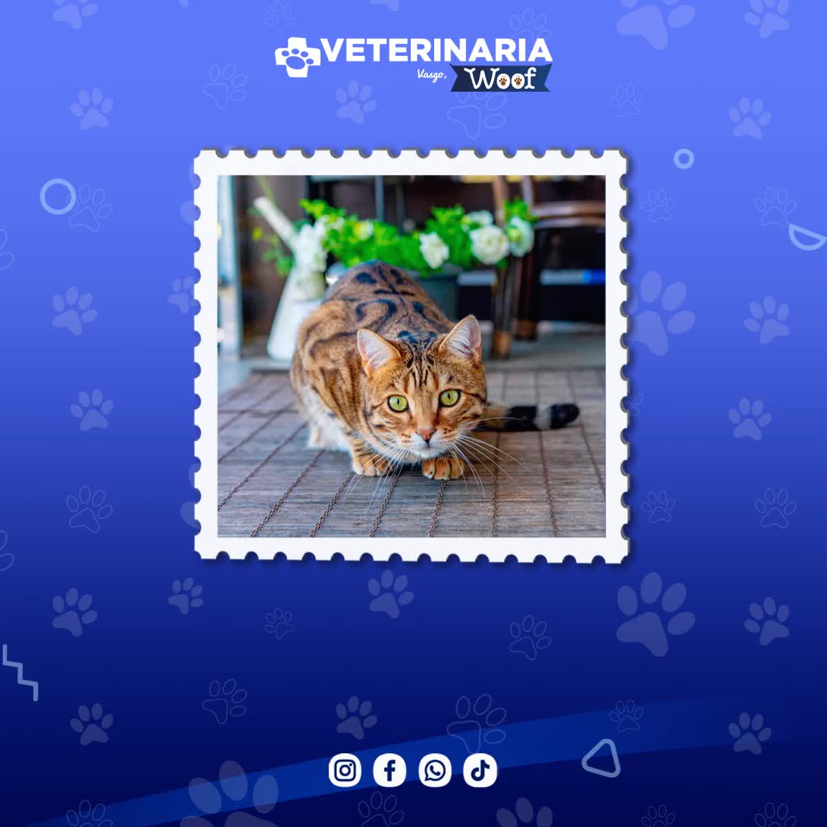 Hay como de michis colores 🤭 Te compartimos la segunda parte de razas ...