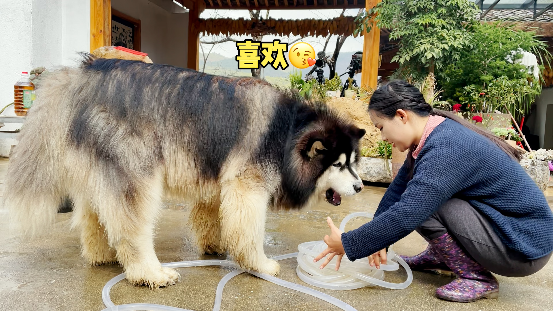びびび大王ちゃん専用ページ 大王看见我在收拾水管以为是玩具，过来就是一阵咬，扭着屁股就开始跳舞