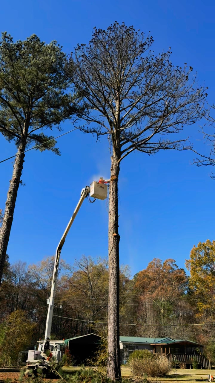 Harris Tree Service | Springville AL