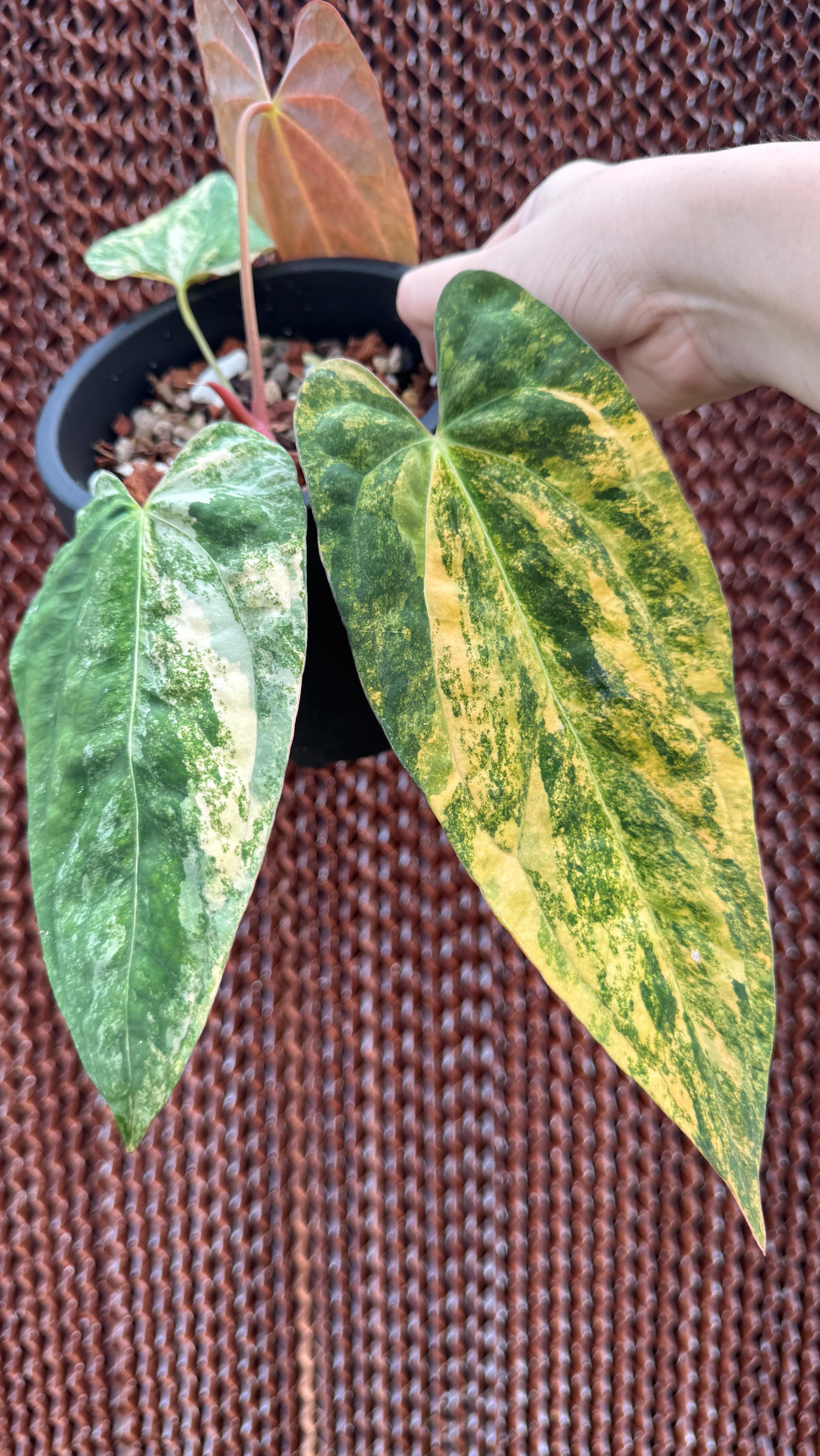 anthurium papillilaminum var X (fort sherman x ralph lynam) Have 4