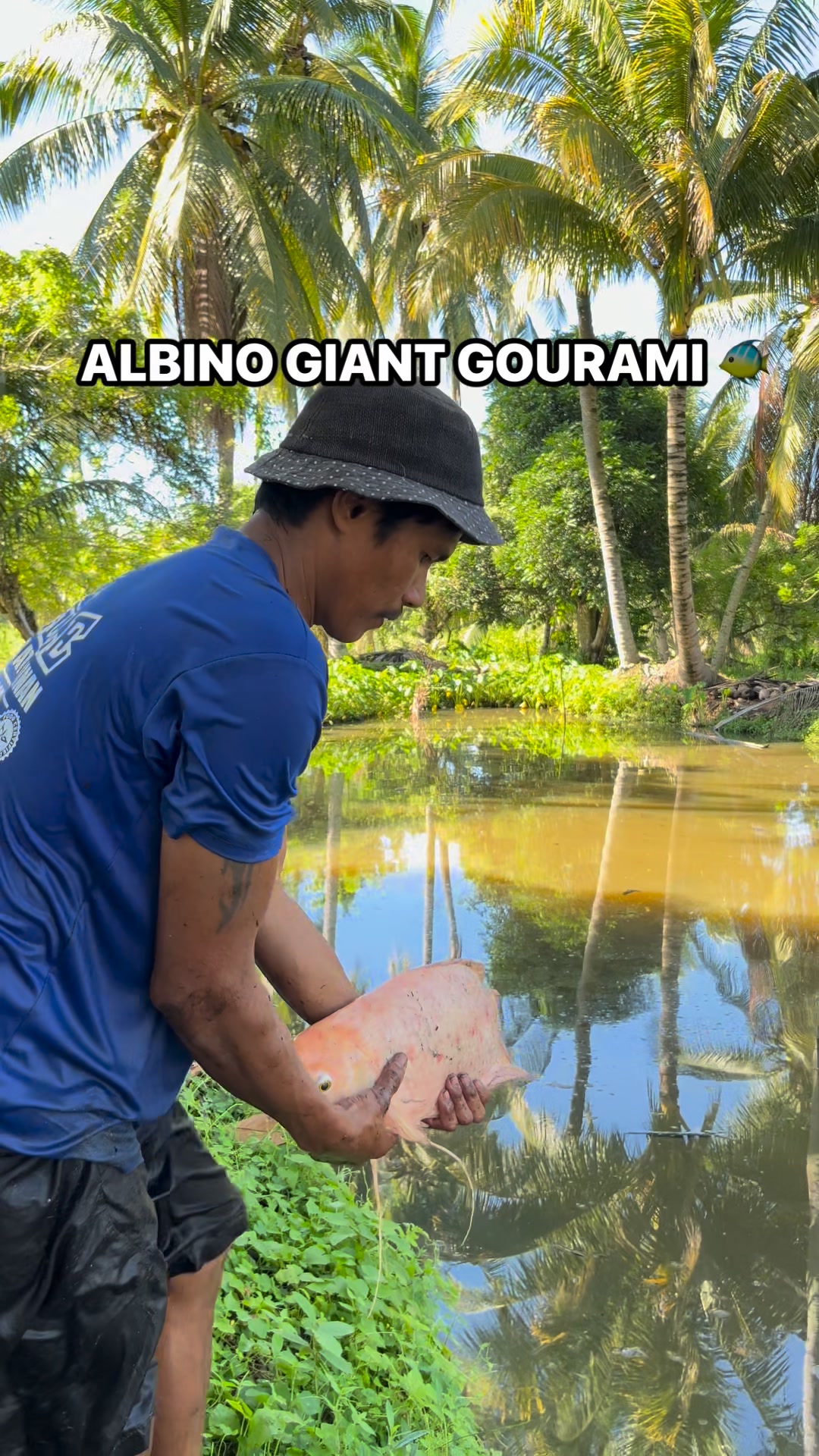 THE ALBINO GIANT GOURAMI PRIMNE'S AQUA VENTURES ( Integrated and ...