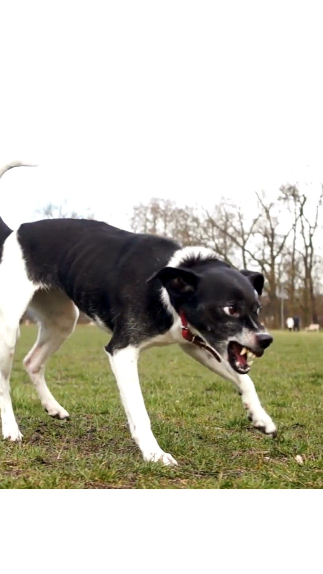 Tails ⚠️ Misread, misunderstood and the wagging tail MYTH is still out ...