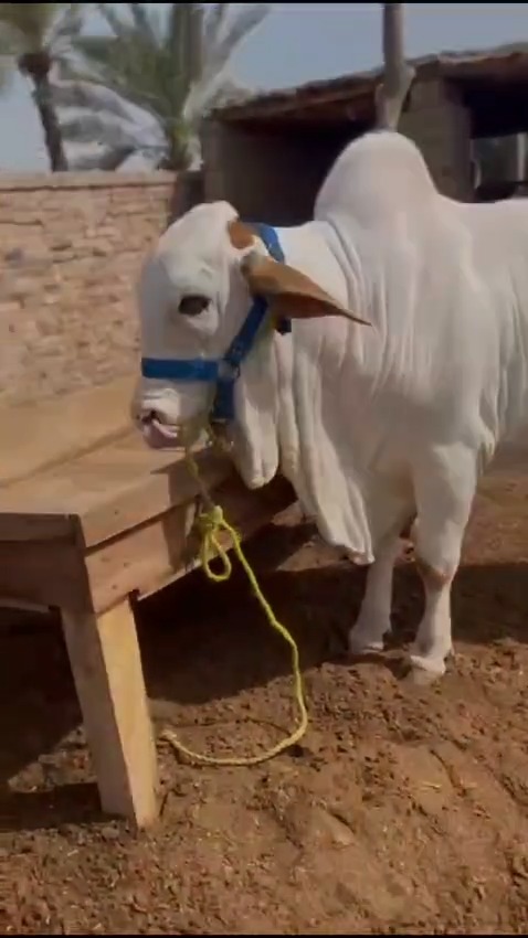 Haji Dairy & Cattle Farm | Lahore