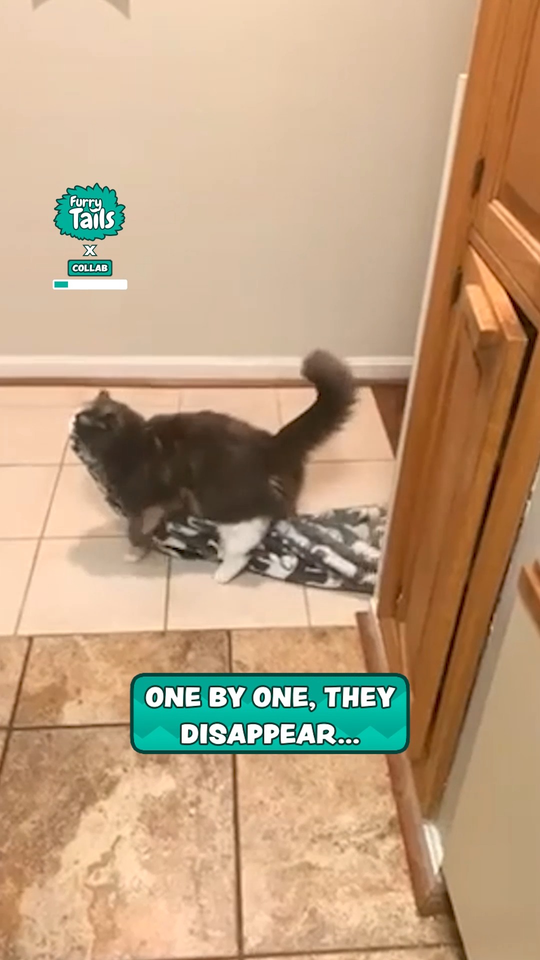 Kitty is a serial blanket thief 😸 | Furry Tails | Facebook