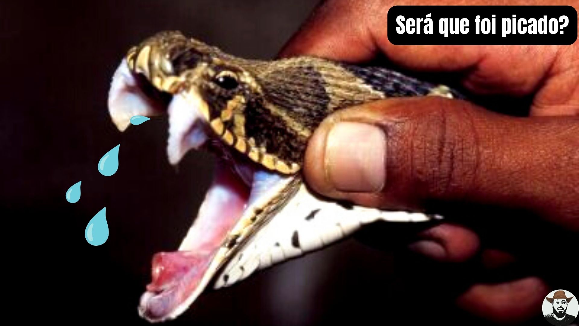 Será que foi picado? | A víbora-de-russell (Daboia russelii) é uma ...