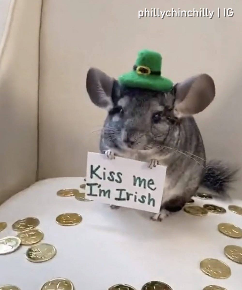 Omg it's Pillie Irish☘️, 📹 Phil E. Chinchilla | 9GAG
