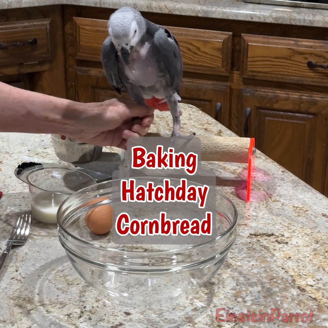 It’s Einstein the Talking Parrot’s 28th Hatchday, and what better way ...