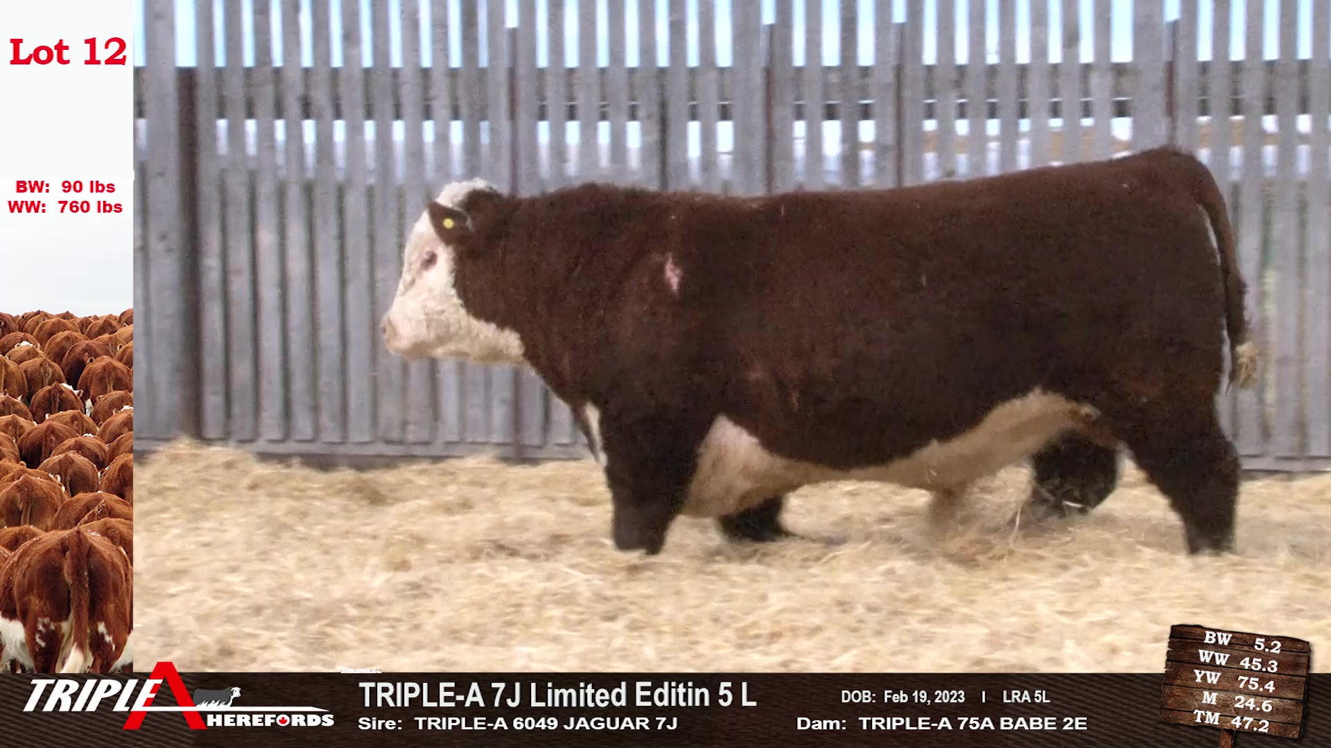 Triple A Herefords