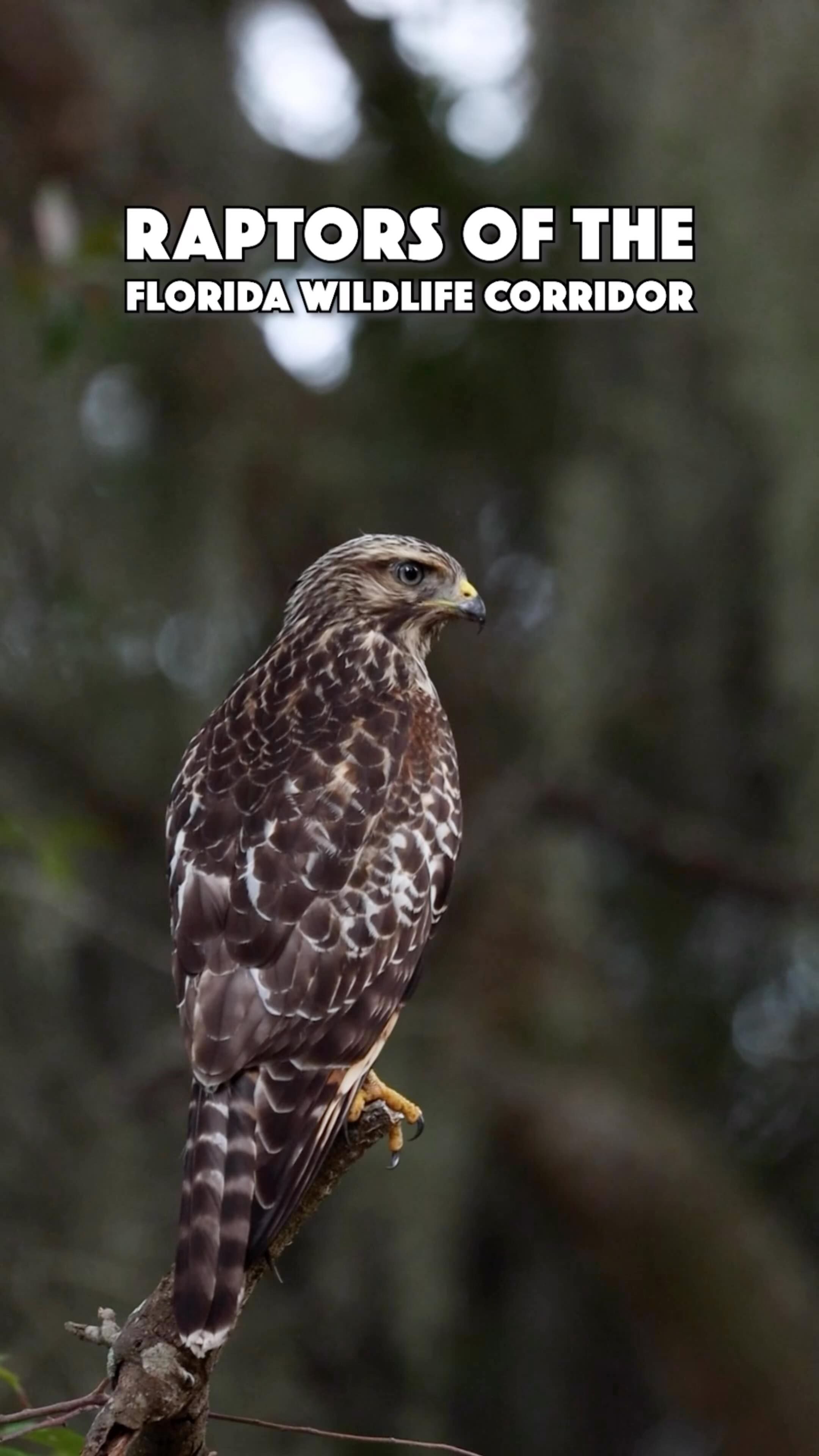 Meet the raptors that rule the skies of the Florida Wildlife Corridor.🪶 ...