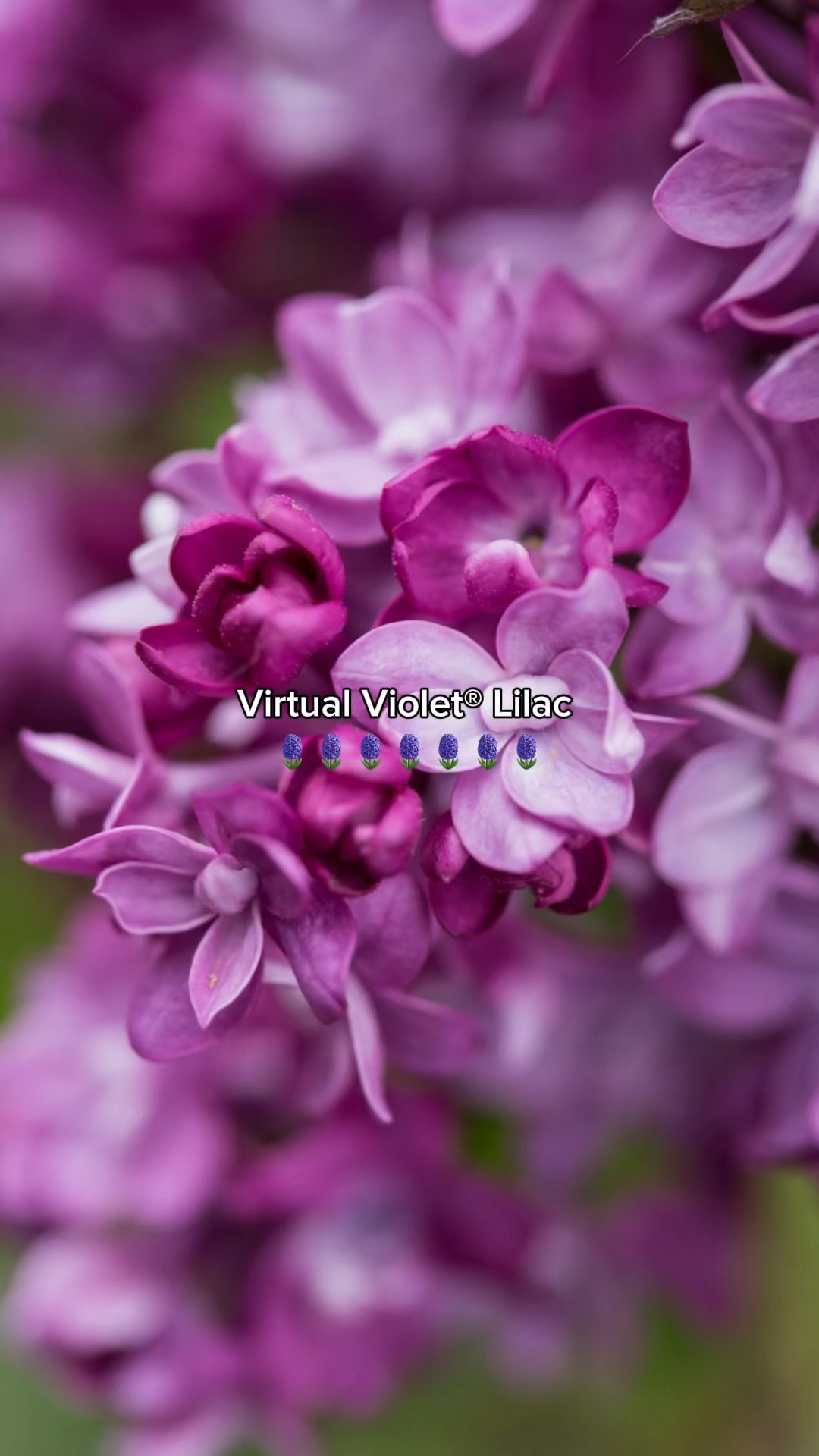 obsessed with Virtual Violet® Lilac. Virtual Violet® Lilac (Zones 3-7 ...