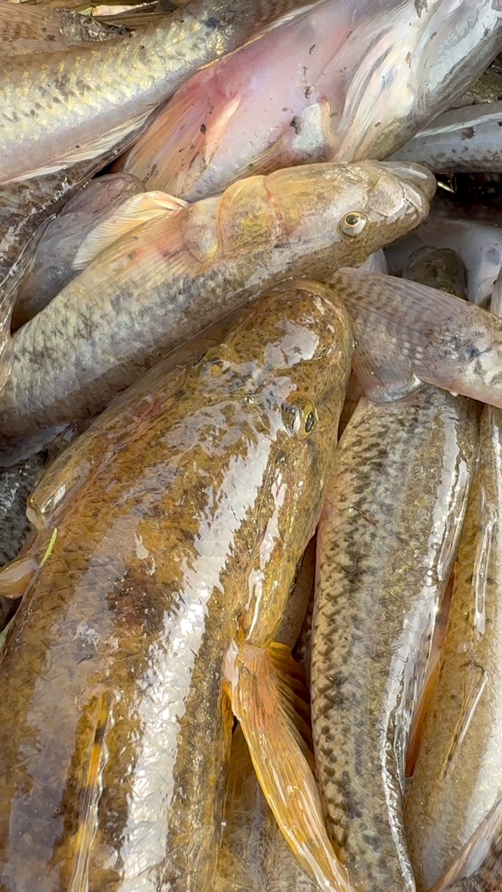 Fresh bele fish #reels #fishing #villagelife #frishfish #fishinglife ...