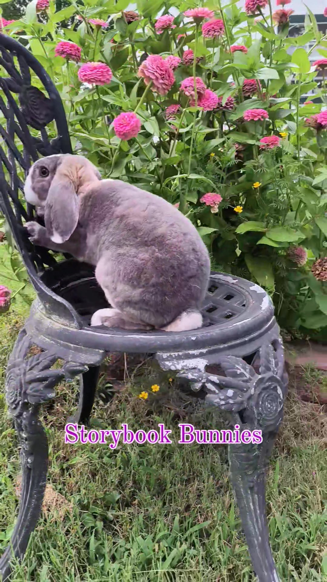 Spot is such a darling boy...waiting for his best friend. # ...