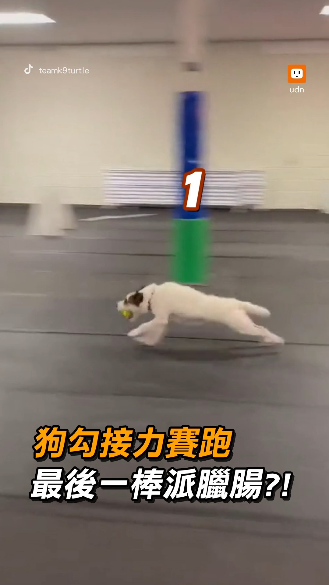 #經典回顧 臘腸真的盡力了🥲 【狗勾接力賽跑 最後一棒派臘腸？！】 影片授權／TikTok@teamk9turtle | udn.com 聯合 ...