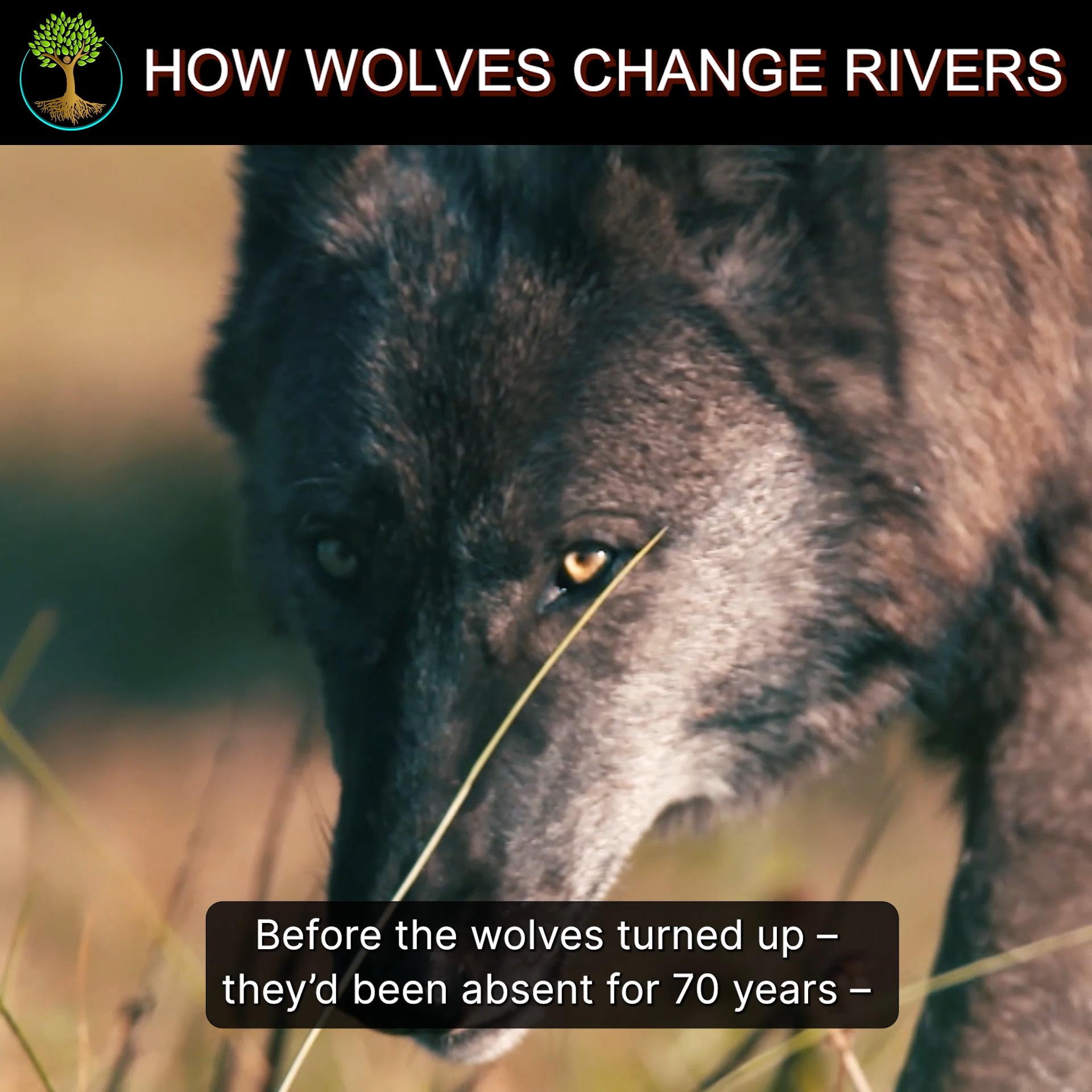 Embark on a journey to Yellowstone, where a few wolves did not just ...