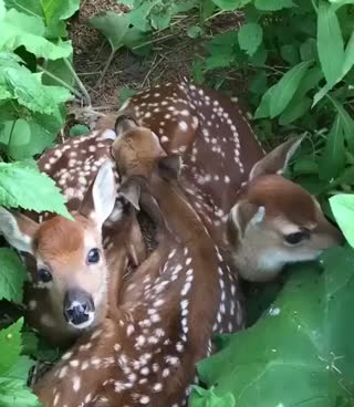 Scrolller - 💕 Cozy pile of fawns 💕 💥 Watch more:... | Facebook
