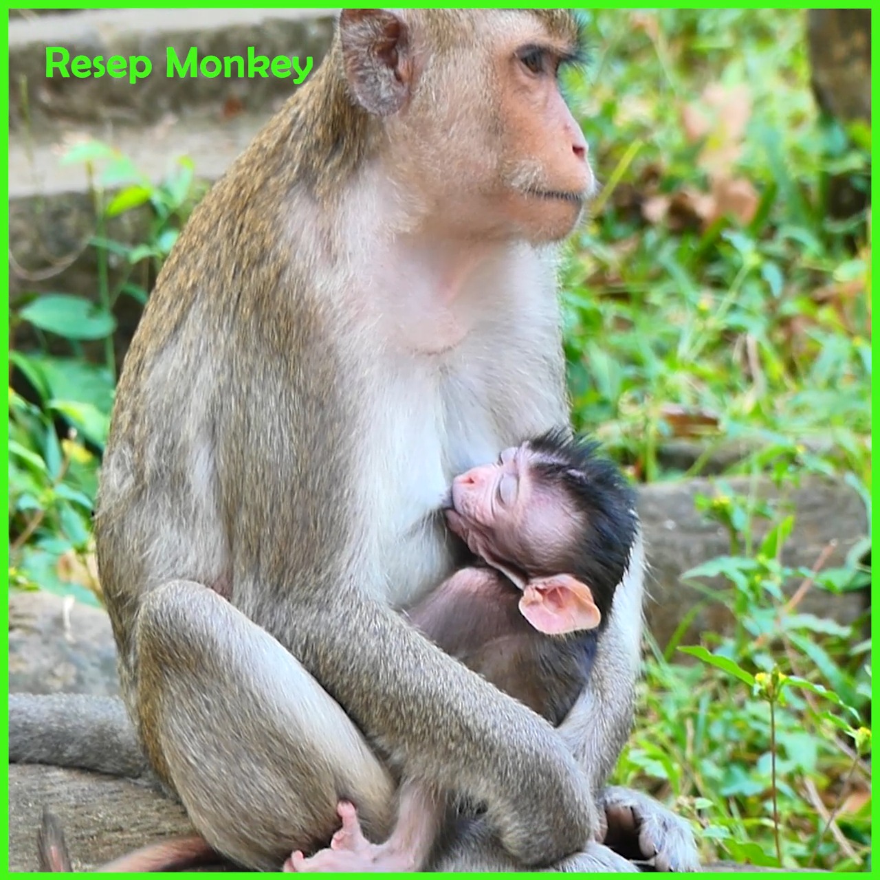 Amazingly, the mother has three baby monkeys on her back and under