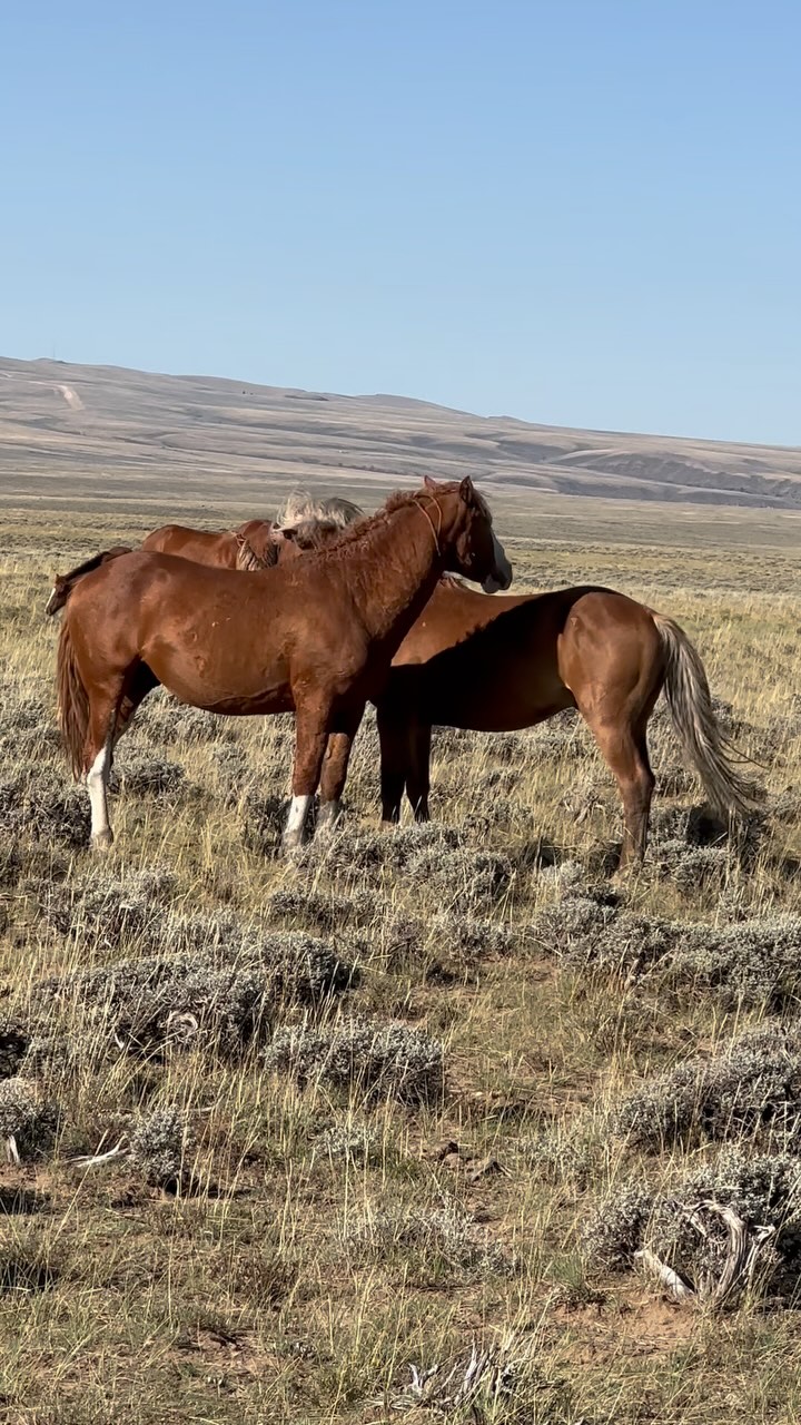 Somebody’s ornery!! What an ornery stallion. I think that kick must’ve ...