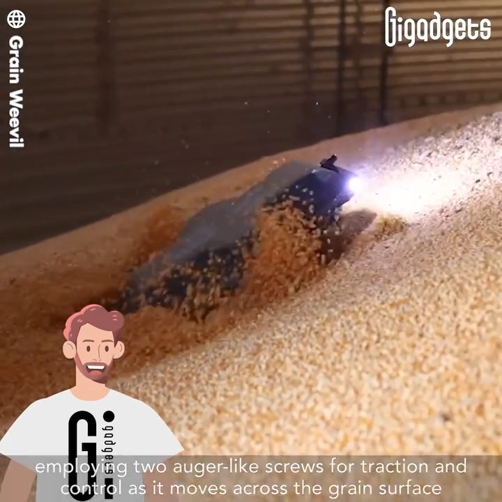 This robot scurries and digs around in grain bins to protect farmers ...