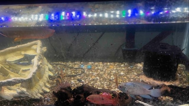 SOLD SOLDSOLD…44 gallon corner pentagon aquarium fish tank complete set ...