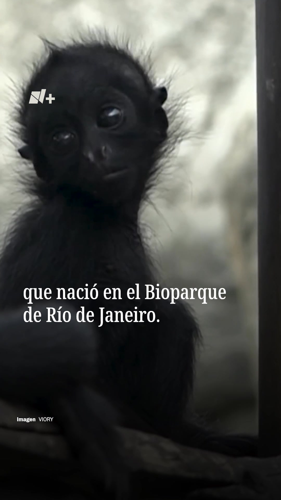 Un mono araña de cara negra, clasificado como especie en peligro de ...