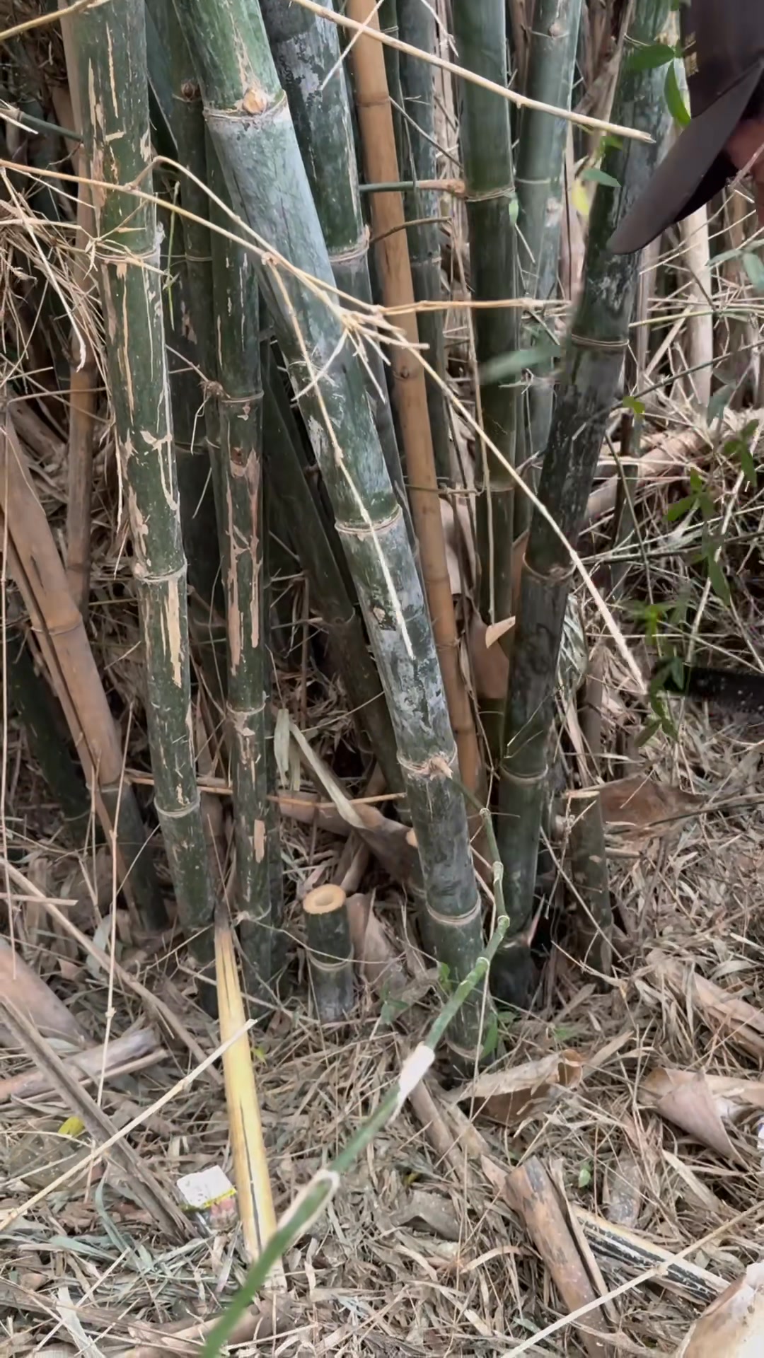 AKA 高效電動鏈鋸，鋒利迅捷，耐用強勁，鋸竹如切紙，瞬間斷枝，輕鬆省力，事半功倍。04-26980158 源泰農業有限公司 | 台灣昱珅實業 ...