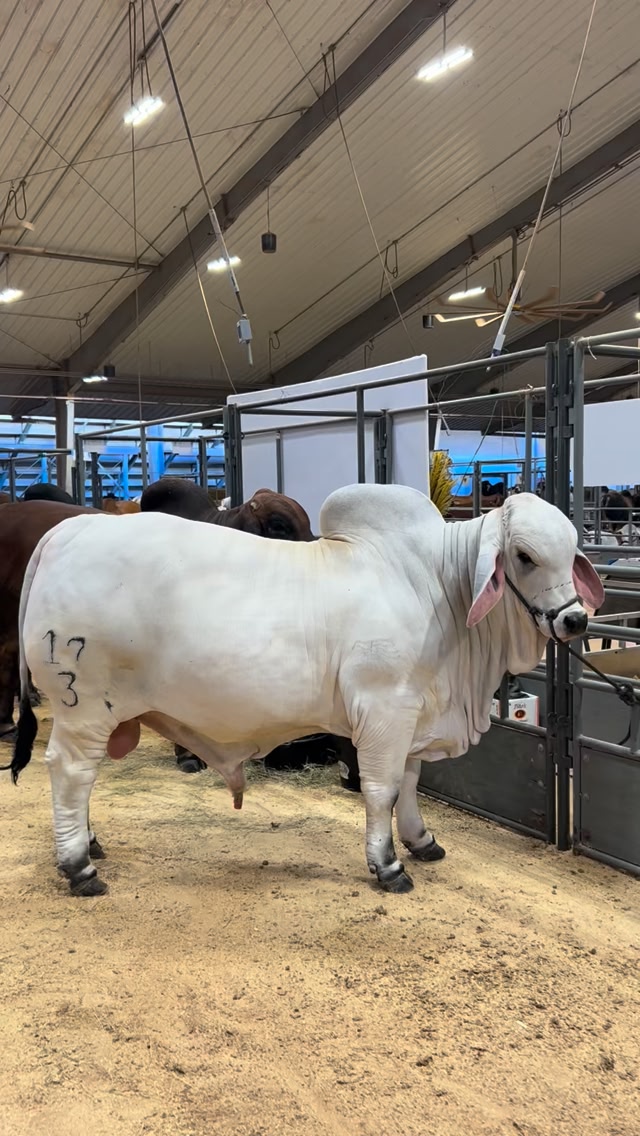 Una súper batería de toros 🧬 de nuestros grandes amigos @ranchazteca 🇺🇸 ...