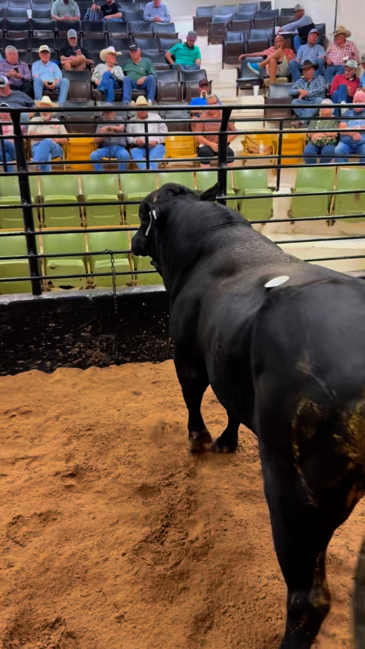 Sold 9/9: Packer Bull #1785 @ $2 | Woodward Livestock Auction, Inc ...